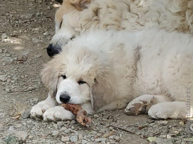 Perro de Montana del Pirineo