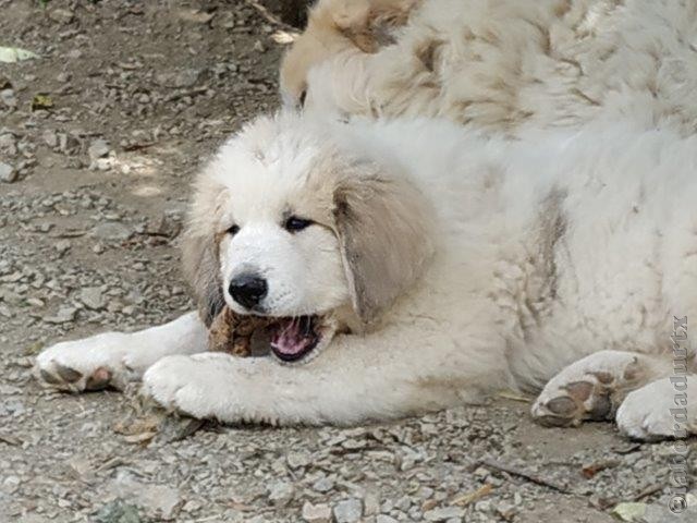 Perro de Montana del Pirineo