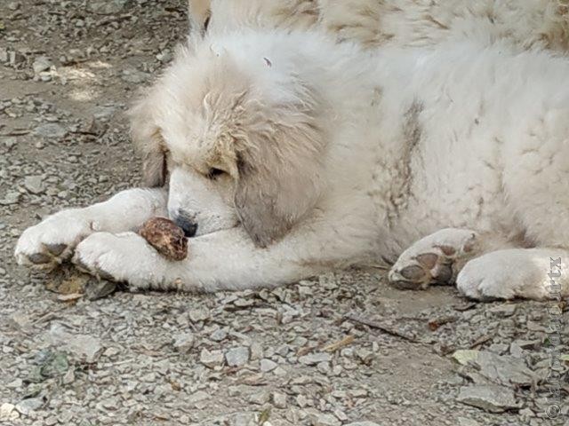 Perro de Montana del Pirineo