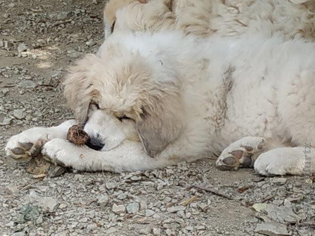 Perro de Montana del Pirineo