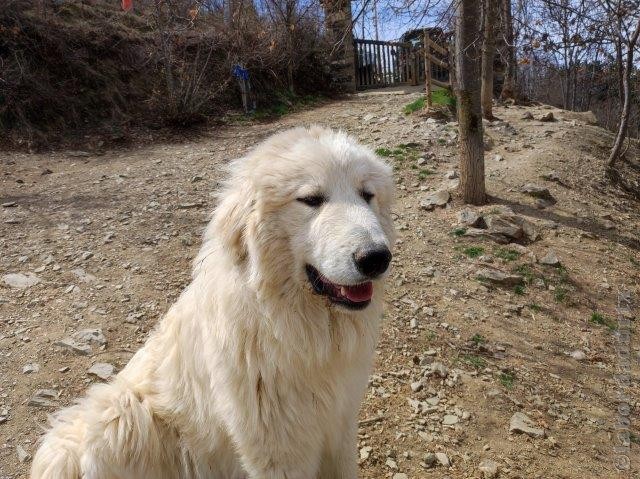 Perro de Montana del Pirineo