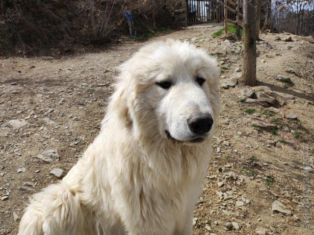 Perro de Montana del Pirineo