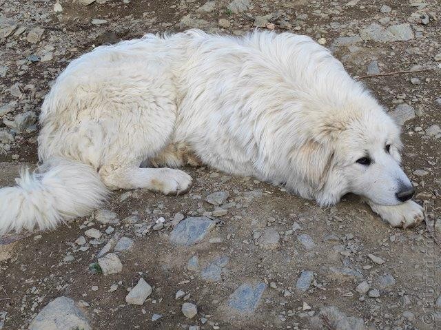 Perro de Montana del Pirineo