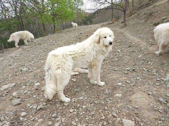 Perro de Montana del Pirineo