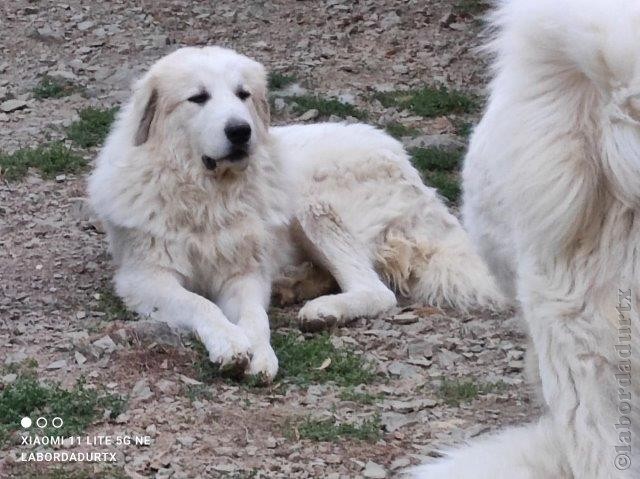 Perro de Montana del Pirineo