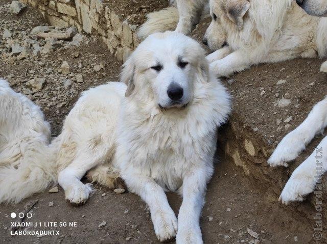 Perro de Montana del Pirineo