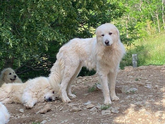 Perro de Montana del Pirineo