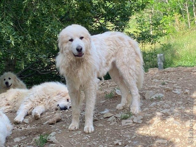 Perro de Montana del Pirineo