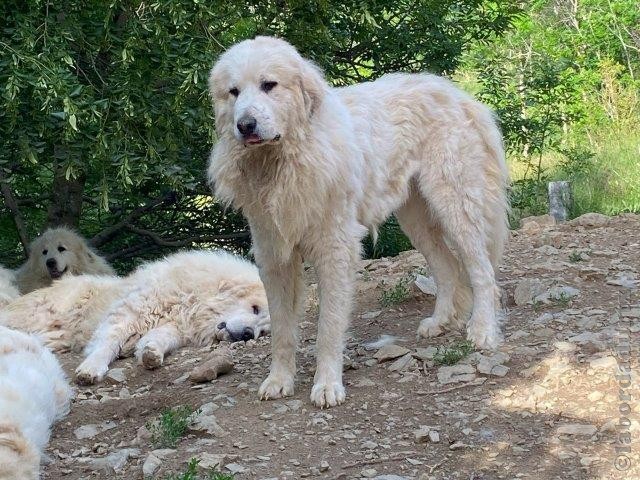 Perro de Montana del Pirineo