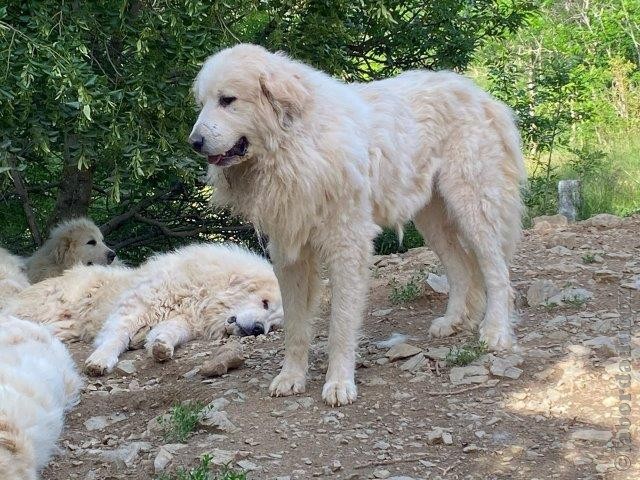 Perro de Montana del Pirineo