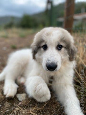 Perro de Montana del Pirineo