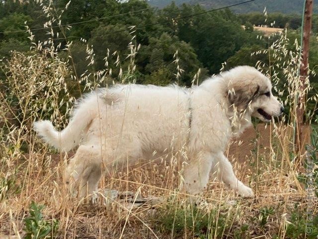 Perro de Montana del Pirineo