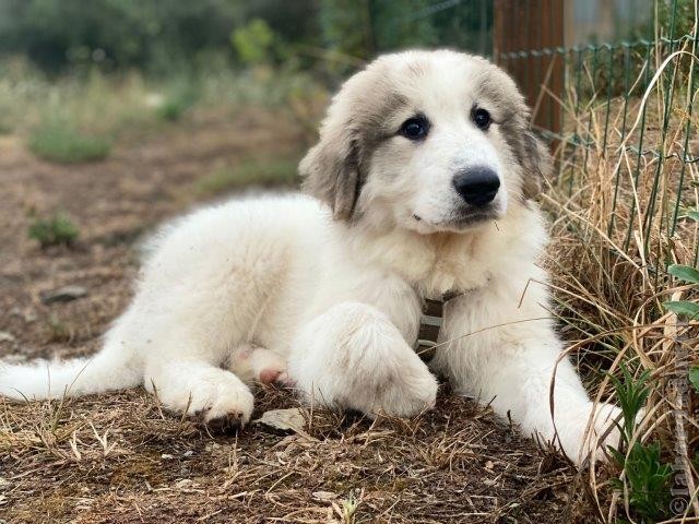 Perro de Montana del Pirineo