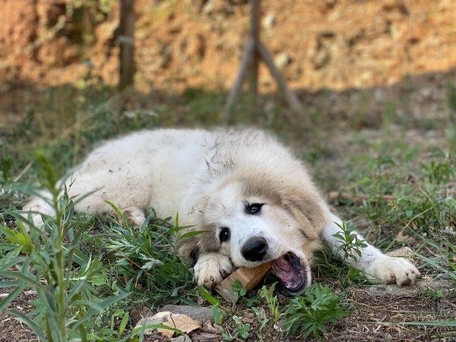 Perro de Montana del Pirineo