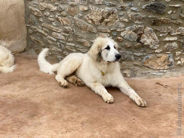 Perro de Montana del Pirineo