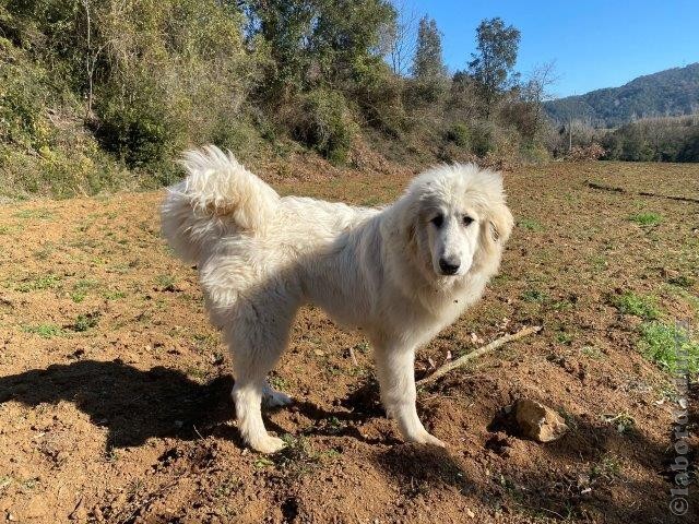 Perro de Montana del Pirineo