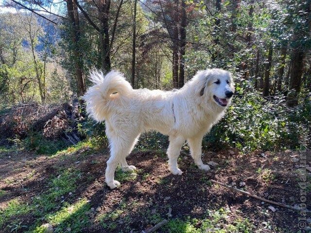 Perro de Montana del Pirineo