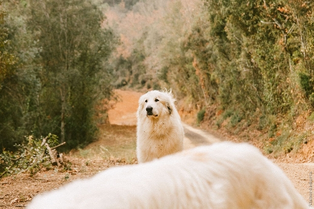 Perro de Montana del Pirineo