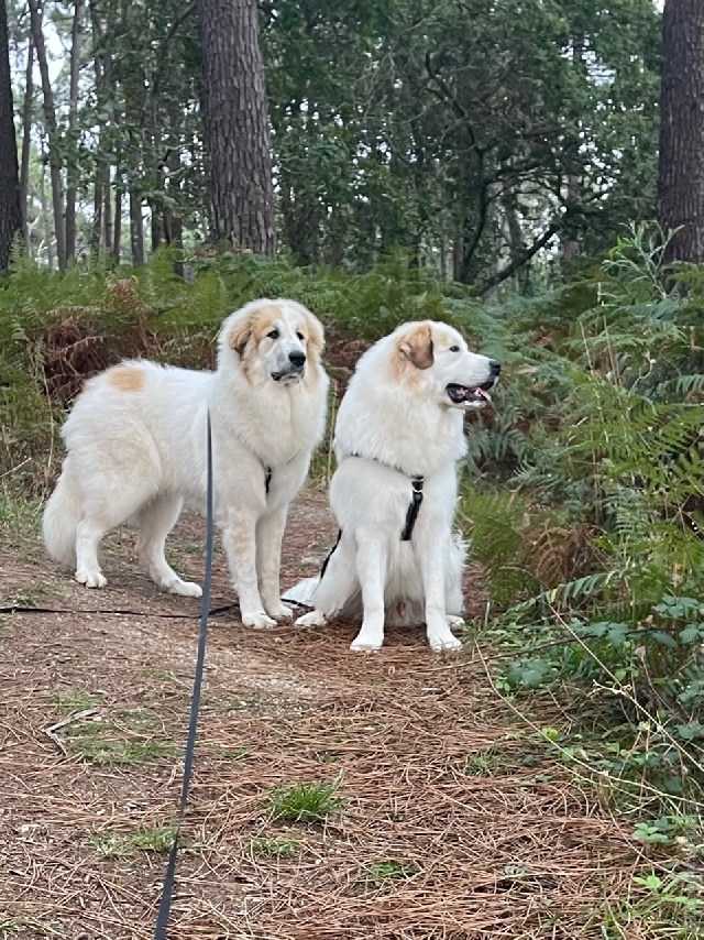 Perro de Montana del Pirineo