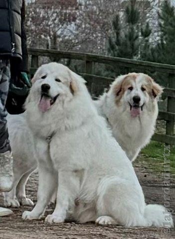 Perro de Montana del Pirineo