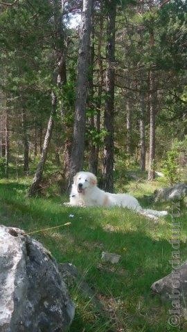 Perro de Montana del Pirineo