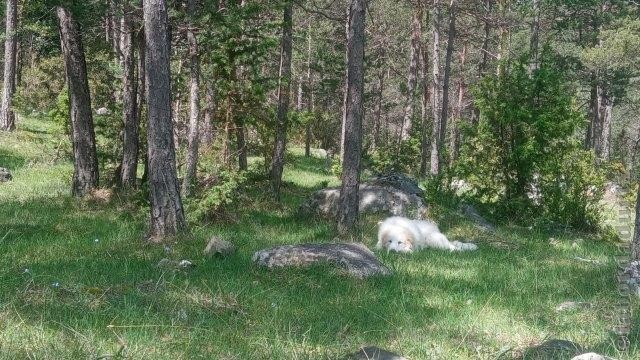 Perro de Montana del Pirineo