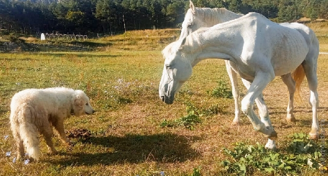 Perro de Montana del Pirineo