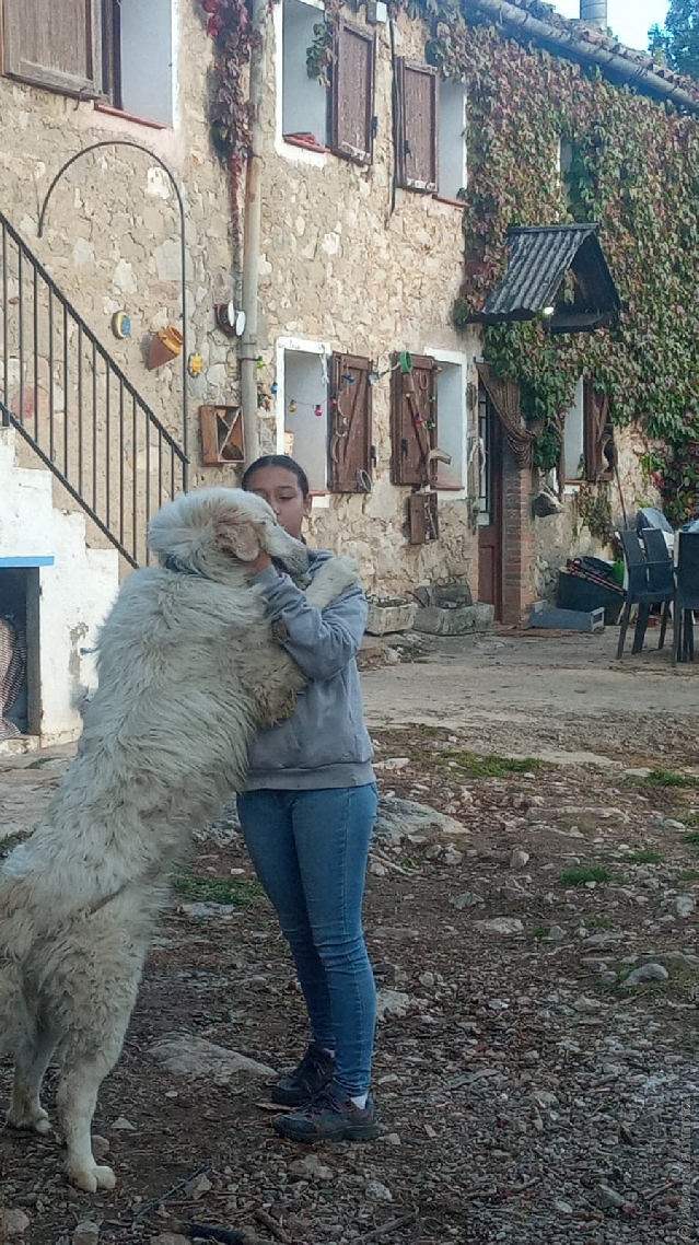 Perro de Montana del Pirineo