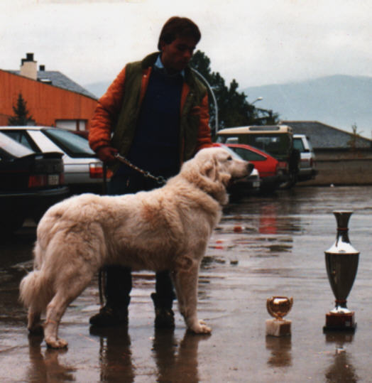 Perro de Montana del Pirineo