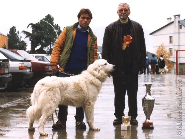 Perro de Montana del Pirineo