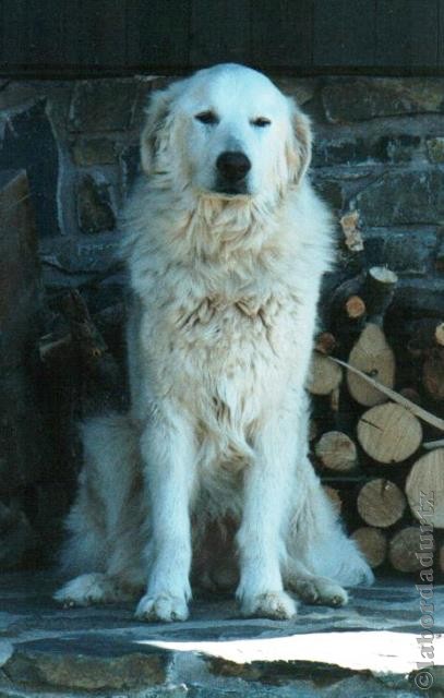 Perro de Montana del Pirineo