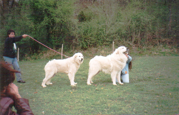 Perro de Montana del Pirineo