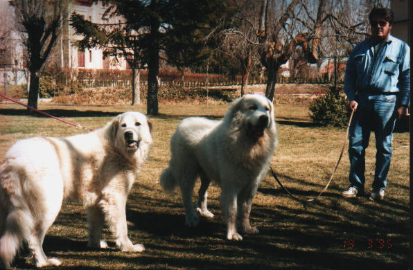 Perro de Montana del Pirineo