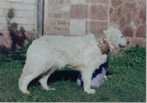 Perro de Montana del Pirineo