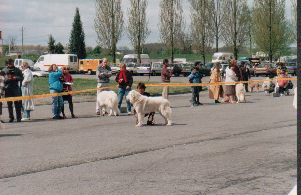 Perro de Montana del Pirineo