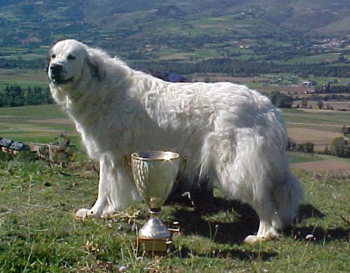 Perro de Montana del Pirineo