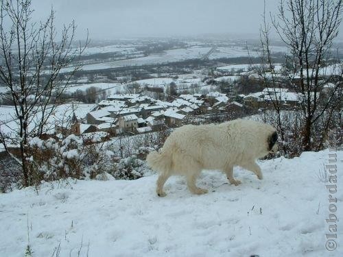 Perro de Montana del Pirineo