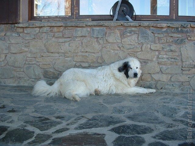 Perro de Montana del Pirineo