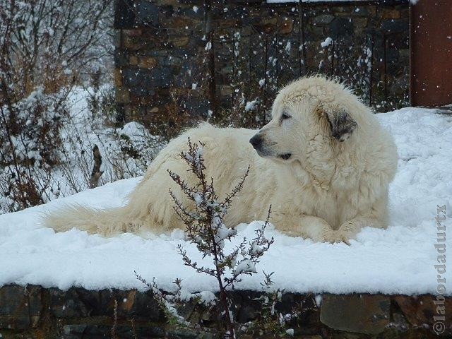 Perro de Montana del Pirineo