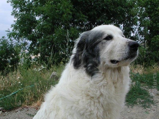 Perro de Montana del Pirineo