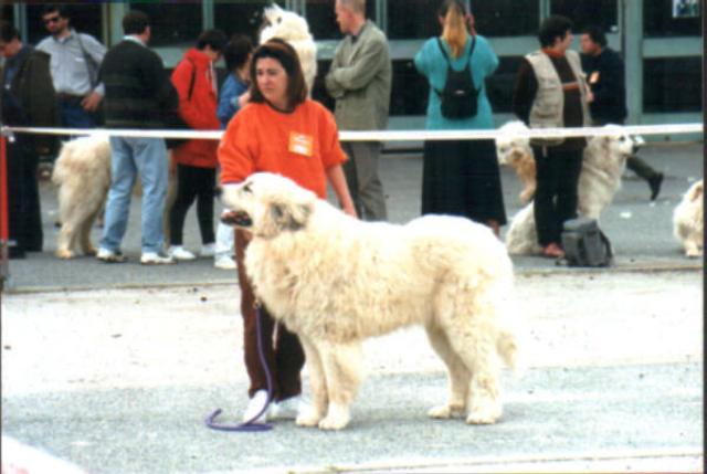 Perro de Montana del Pirineo