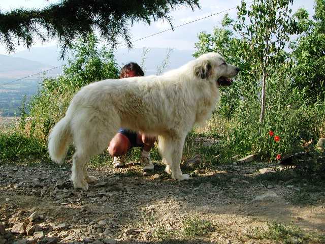 Perro de Montana del Pirineo