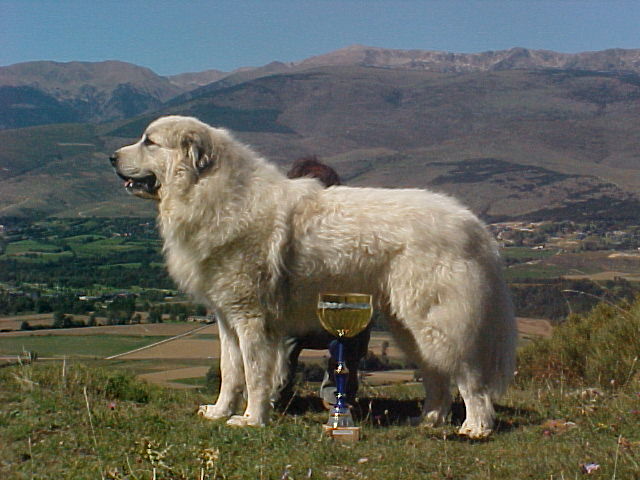 Perro de Montana del Pirineo