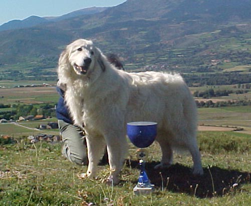 Perro de Montana del Pirineo