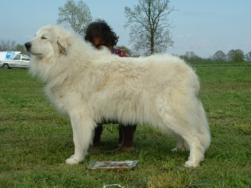 Perro de Montana del Pirineo