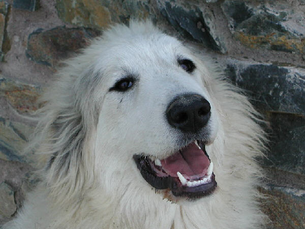 Perro de Montana del Pirineo