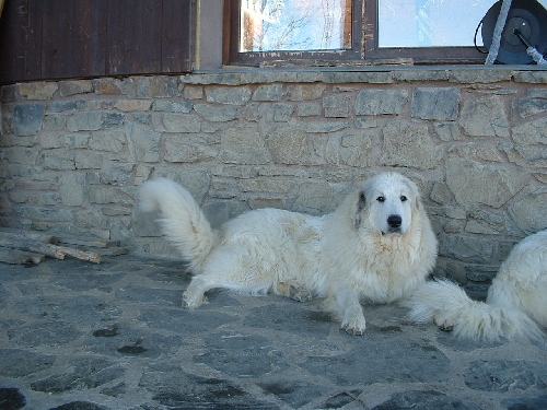 Perro de Montana del Pirineo