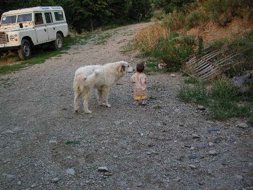 Perro de Montana del Pirineo