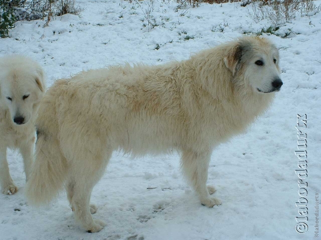 Perro de Montana del Pirineo