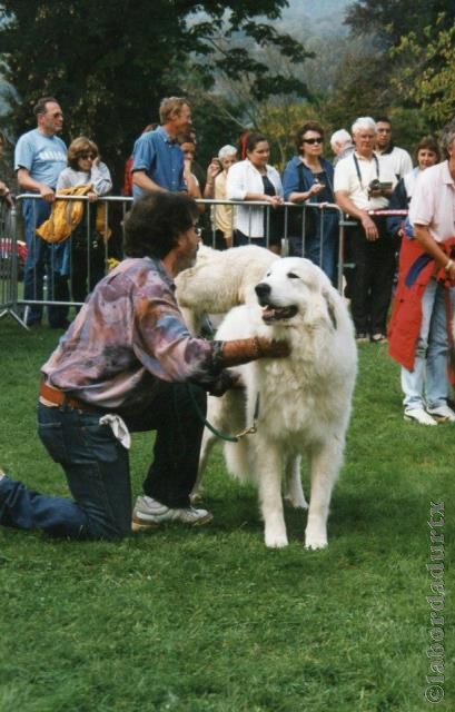 Perro de Montana del Pirineo